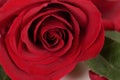 Classic single red rose Royalty Free Stock Photo