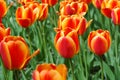 Classic spring beautiful flowers, bright red and yellow tulips growing in a field