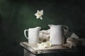 Classic still life with daffodils and two white jugs on a green background. Art photography. Royalty Free Stock Photo