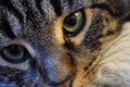 Classic Tabby Close Up