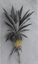 classic tropical pineapple fruit lay down on concrete. Isolate on gray background