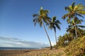 Palm trees on a Tropical beach in Brazil