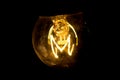 Classic tungsten filament lamp glowing bright in black background