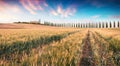 Classic Tuscan scene with cypress trees. Colorful summer sunset view of Italian countryside. Beauty of countryside concept Royalty Free Stock Photo