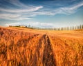 Classic Tuscan view with field of wheat. Stunning summer scene of Italian countryside. Beauty of nature concept background