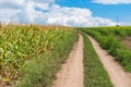 Classic Ukrainian rural landscape with road among fields Royalty Free Stock Photo