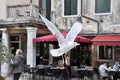 Seagull fly on the Classic Venice square campo with typical buildings background. Italy.