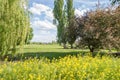 Classic view of the dutch countryside in spring