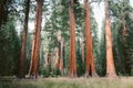 Giant sequoia trees in Sequoia National Park, California, USA Royalty Free Stock Photo