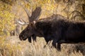 Classic view of a large Bull Moose side view