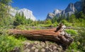 Yosemite National Park in summer, California, USA Royalty Free Stock Photo