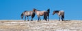 Classic view of Wild Horse Herd on Sykes Ridge in the Pryor Mountain Wild Horse Range in Montana - Wyoming