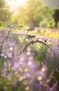 Vintage Bicycle Resting Amongst Vibrant Lavender Fields at Sunset