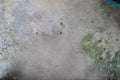 Classic and vintage cement background with rustic paint splatter and soft green moss