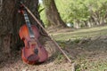 A classic violin is under tree Royalty Free Stock Photo