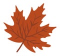 Vibrant Autumn Maple Leaf Illustration. Isolated Fall Foliage Element in Orange and Rust Colors. Royalty Free Stock Photo