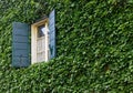 Classic Window on an Ivy Covered Exterior Wall Royalty Free Stock Photo