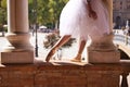 Classical ballet dancer dancing between two white marble columns. She is wearing a white tutu and the photo is backlit. The photo Royalty Free Stock Photo