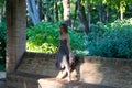 Classical ballet dancer sitting on a bench in a park at the bottom of trees. The dancer has her feet in dancing position. Royalty Free Stock Photo