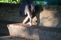 Classical ballet dancer sitting on a bench in a park at the bottom of trees. The dancer has her feet in dancing position. Royalty Free Stock Photo