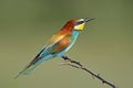 Classical portrait european bee eater in soft morning light