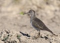 A classical portrait of a green sandpiper