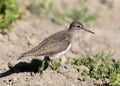 A classical portrait of a green sandpiper