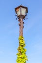 Classical street lamp pole and ivy climbing with clear blue