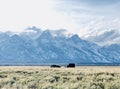 Classical view of Grand Tetons with Mormon row Royalty Free Stock Photo