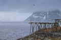 Classical Wooden Poles Constructions Made for Cod Drying Process at Lofoten Islands in Norway