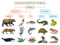 Classification of Animals. Reptiles amphibians mammals birds. Crocodile Fish Bear Tiger Whale Snake Frog. Education Royalty Free Stock Photo