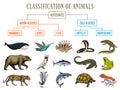 Classification of Animals. Reptiles amphibians mammals birds. Crocodile Fish Bear Tiger Whale Snake Frog. Education Royalty Free Stock Photo