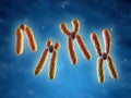 Classification of chromosomes Royalty Free Stock Photo