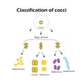 Classification of cocci bacteria. Infographics. Vector illustration