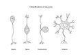 Classification of neurons a set of line icons in a vector, illustrating the types of neurons includes unipolar and