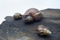 Three african giant snails on a tree stump. Royalty Free Stock Photo