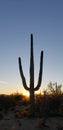 Classis saguaro silhouette