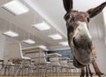 Classroom donkey