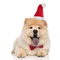 Classy chow chow wearing santa cap lying and panting