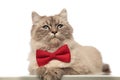 Classy grey cat with red bowtie lying with paws hanging Royalty Free Stock Photo