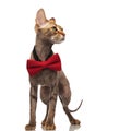 Classy grey metis cat with red bowtie looks to side Royalty Free Stock Photo