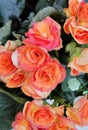 A classy rose yellow orange with green