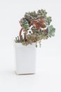 Flower Echeveria Shallot Succulent in white plastic pot on white background Royalty Free Stock Photo