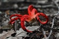 Clathrus archeri mushroom