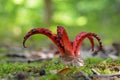 Octopus stinkhorn mushroom Royalty Free Stock Photo