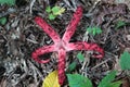 Clathrus archeri