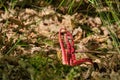 Clathrus archeri ( Anthurus archeri, Pseudocolus archeri), commonly known as octopus stinkhorn or devil\'s fingers