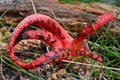 Clathrus archeri mushroom Royalty Free Stock Photo