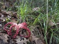 Clathrus archeri mushroom, fungus aka Octopus Stinkhorn and Devils Fingers. Like red fingers which stink