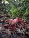 Clathrus archeri mushroom, fungus aka Octopus Stinkhorn and Devils Fingers. Like red fingers which stink. Vertical image